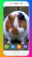 Guinea Pig Wallpaper screenshot 14