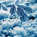 Winter Live Wallpaper Icon