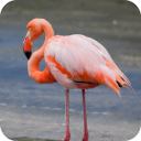 Flamingo wallpaper Icon