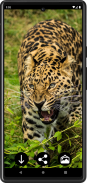 Leopard Wallpapers screenshot 2