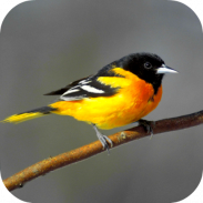 Oriole Bird Sounds screenshot 0