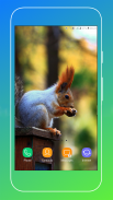 Squirrel Wallpaper screenshot 7