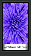 Lebende Tapeten violette Blume screenshot 0