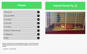Guinea Pig Communicator screenshot 0
