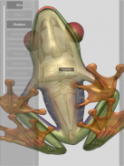 3D Frog Skeleton screenshot 2