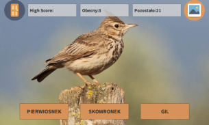 Polish Birds Free English screenshot 4