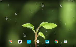 Macro Spring Live Wallpaper screenshot 8