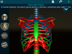 Osseous System in 3D (Anatomy) screenshot 20
