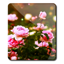 Flower Roses Wallpaper Icon