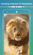 Lion HD Wallpapers screenshot 3