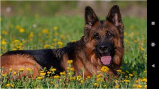 Dog German Shepherd Wallpapers screenshot 9