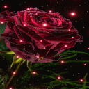 Magical Rose Live Wallpaper Icon