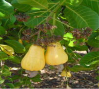 KALRO Cashew Nut screenshot 2