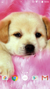 Cute Puppies Live Wallpaper screenshot 5