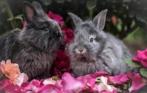 Beautiful and cute bunny puzzle - free screenshot 11