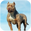 Pitbull Dog Simulator Icon