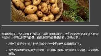 Potato Cultivation screenshot 7