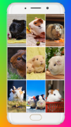 Guinea Pig Wallpaper screenshot 3