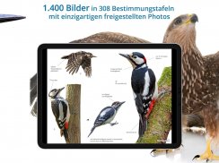 NABU Vogelwelt Vögel Bestimmen screenshot 13
