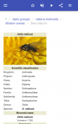 Insect pests screenshot 5