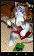 Funny Cats Pictures screenshot 2