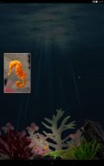 Seahorse Diary screenshot 6