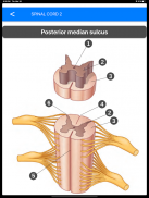 Anatomy Atlas for Students - Lite Version screenshot 8