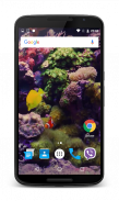 Tropical Fish Live Wallpaper screenshot 2