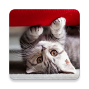 Cute Cats Wallpapers Icon