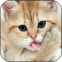 Cat Lick Screen Live Wallpaper Icon
