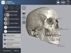 3D Skull Atlas screenshot 5