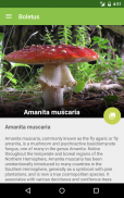 Boletus lite - funghi screenshot 2