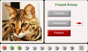 Угадай Породу Кошки: Пазлы screenshot 6