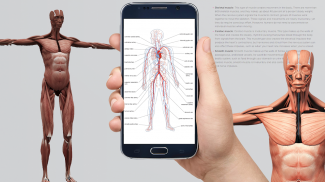 Human anatomy 3D : Organs and Bones screenshot 1