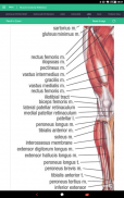 Muscle Anatomy Reference Guide screenshot 0