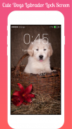 Cute Dogs Labrador Lock screen HD Applock security screenshot 1