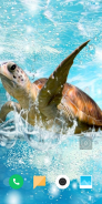 Turtle Wallpaper screenshot 10