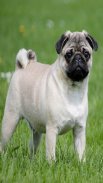 Pug Dog Wallpapers screenshot 10