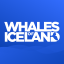 Whales of Iceland Audio Guide!