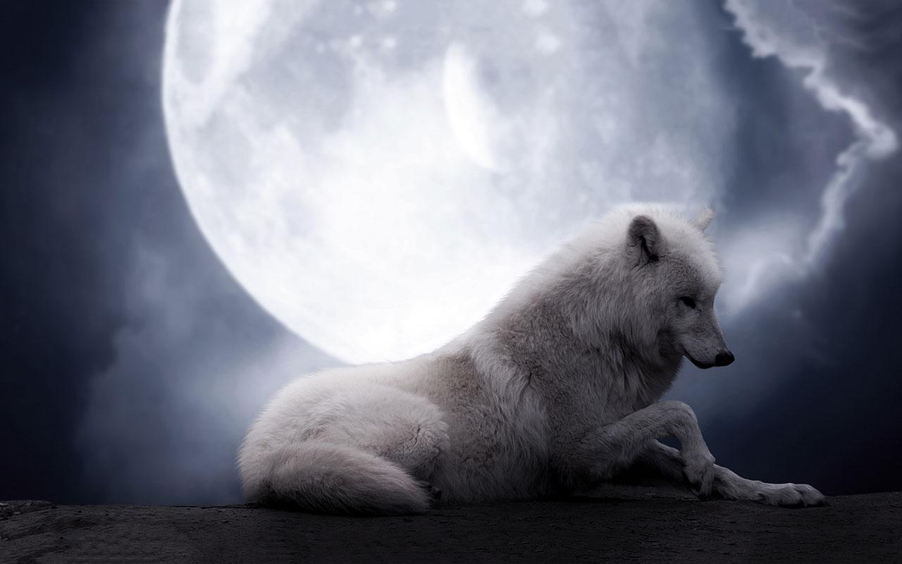 Lobo Blanco Live Wallpaper 1 11 Descargar Apk Android Aptoide