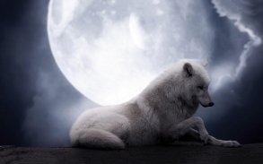 White Wolf Live Wallpaper screenshot 3