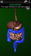 Internal Organs in 3D (Anatomy) screenshot 15