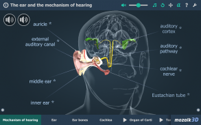 Kulak ve İşitme Süreci 3B screenshot 7