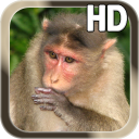 Monkey Live Wallpaper Icon