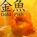 Gold Fish 3D free LWP Icon