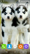 Siberian Husky Dog Wallpapers screenshot 1