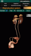 Inneren Organe 3D (Anatomie) screenshot 7