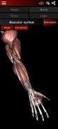 Muskulöses System in 3D (Anatomie). screenshot 16
