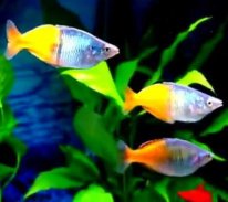 Freshwater Ornamental Fish screenshot 1