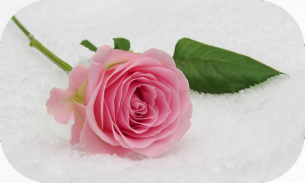 拼图-鲜花和美丽的玫瑰🌼🌸 screenshot 7